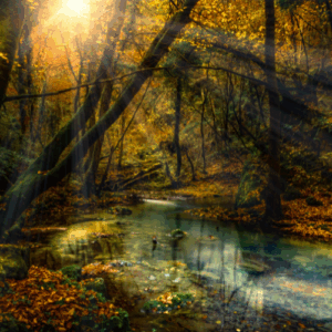 Forêt d’Automne