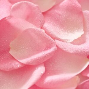Pétales de Rose