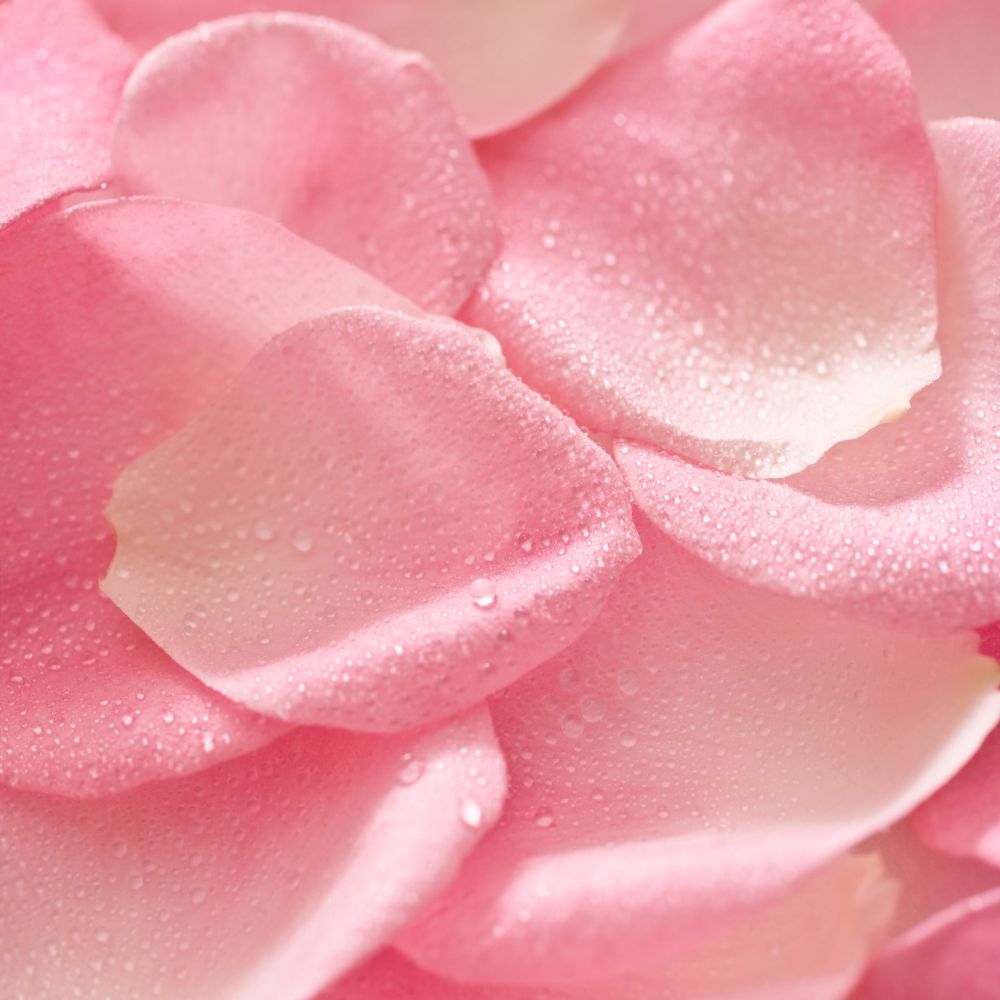 Pétales de Rose