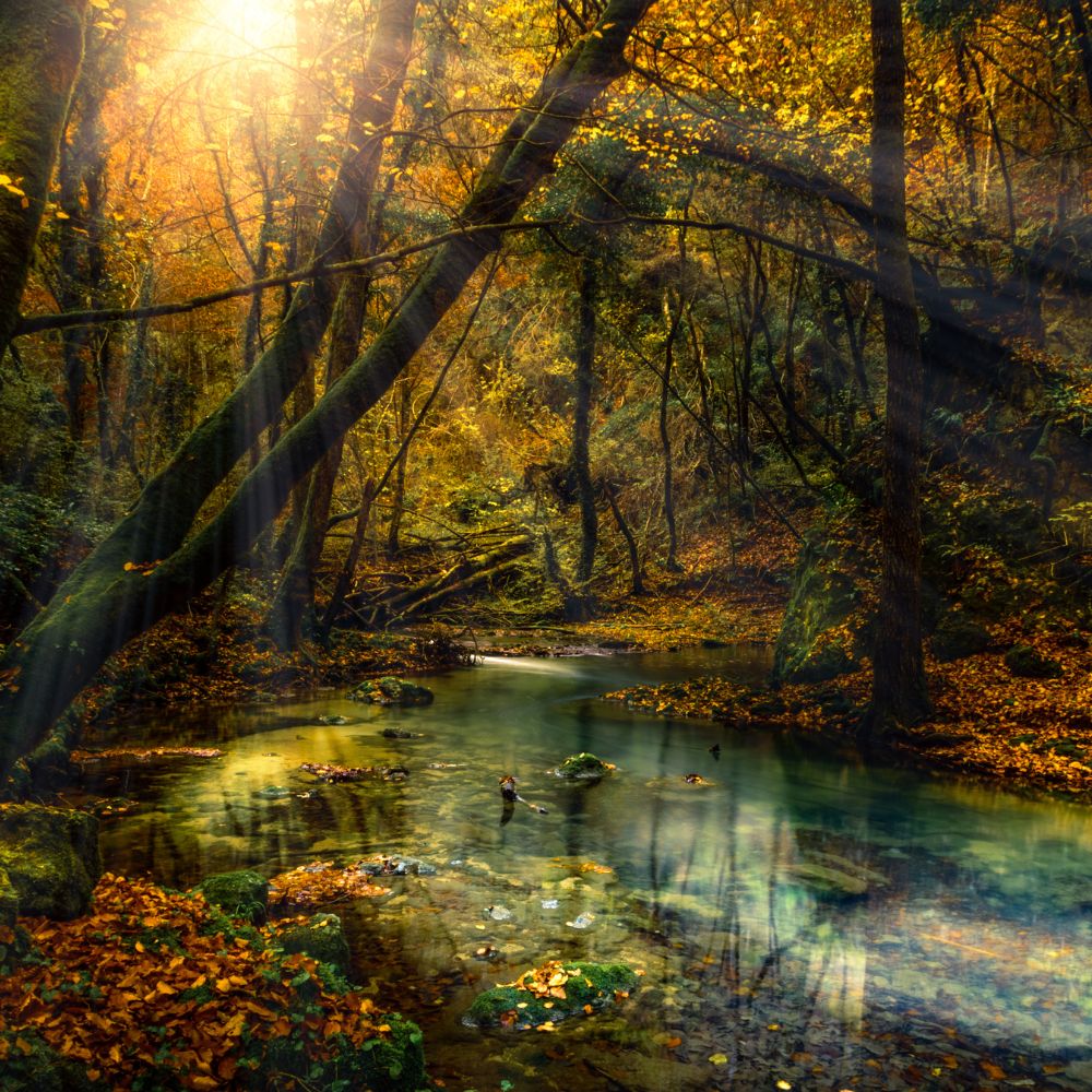 Forêt d’Automne