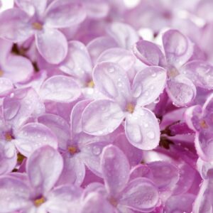 Douceur de Fleurs
